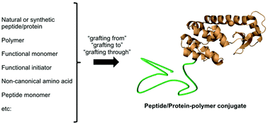 Graphical abstract: Peptide/protein–polymer conjugates: synthetic strategies and design concepts