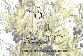 Graphical abstract: Biosynthesis and biotransformations of phenol-conjugated oleosidic secoiridoids from Olea europaea L.