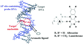 Graphical abstract: Alloxazine as a ligand for selective binding to adenine opposite AP sites in DNA duplexes and analysis of single-nucleotide polymorphisms
