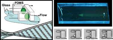 Graphical abstract: Microfluidic platform for real-time signaling analysis of multiple single T cells in parallel