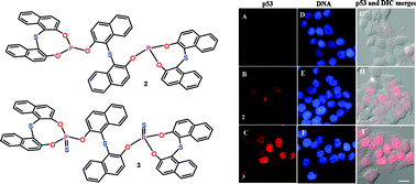 Graphical abstract: Large-bite bis(phosphite) ligand containing mesocyclic thioether moieties: synthesis, reactivity, group 11 (CuI, AuI) metal complexes and anticancer activity studies on a human cervical cancer (HeLa) cell line