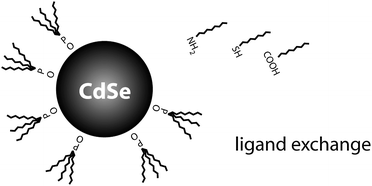 Graphical abstract: Ligand exchange of CdSe nanocrystals probed by optical spectroscopy in the visible and mid-IR