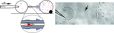 Graphical abstract: Injection and transport of bacteria in nanotube–vesicle networks