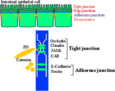 Graphical abstract: Molecular mechanism of intestinal permeability: interaction at tight junctions