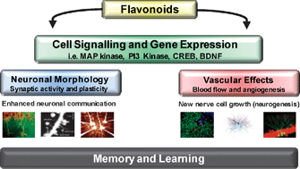 Graphical abstract: The impact of flavonoids on memory: physiological and molecular considerations