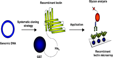Graphical abstract: A simple strategy for the creation of a recombinant lectin microarray