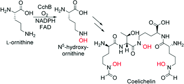 Graphical abstract: δ-Amino group hydroxylation of l-ornithine during coelichelin biosynthesis
