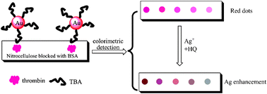 Graphical abstract: Ultrasensitive colorimetric detection of protein by aptamer–Au nanoparticles conjugates based on a dot-blot assay