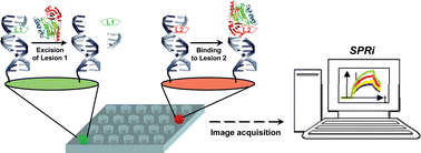 Graphical abstract: SPR imaging for label-free multiplexed analyses of DNA N-glycosylase interactions with damaged DNA duplexes