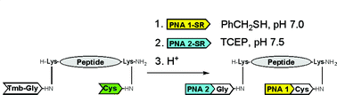 Graphical abstract: Orthogonal ligation: a three piece assembly of a PNA–peptide–PNA conjugate