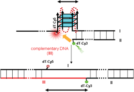 Graphical abstract: Single molecule conformational analysis of the biologically relevant DNA G-quadruplex in the promoter of the proto-oncogene c-MYC
