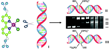 Graphical abstract: Double-strand DNA cleavage by copper complexes of 2,2′-dipyridyl with guanidinium/ammonium pendants