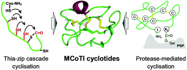 Graphical abstract: Chemical and biomimetic total syntheses of natural and engineered MCoTI cyclotides