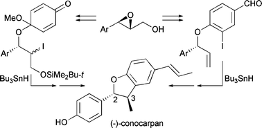 Graphical abstract: Synthesis of (−)-conocarpan by two routes based on radical cyclization and establishment of its absolute configuration