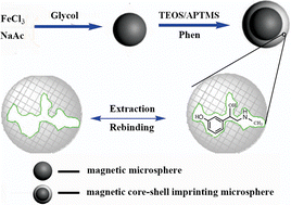 Graphical abstract: Novel superparamagnetic core-shell molecular imprinting microspheres towards high selective sensing