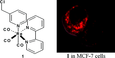 Graphical abstract: 3-Chloromethylpyridyl bipyridine fac-tricarbonyl rhenium: a thiol-reactive luminophore for fluorescence microscopy accumulates in mitochondria