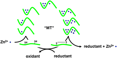 Graphical abstract: Human metallothionein metallomics