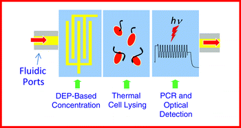 Graphical abstract: PCR-based detection in a micro-fabricated platform