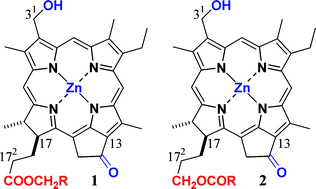 Graphical abstract: Synthesis of zinc bacteriochlorophyll-d analogues with various 17-substituents and their chlorosomal self-aggregates in non-polar organic solvents