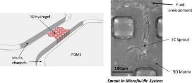 Graphical abstract: Design, fabrication and implementation of a novel multi-parameter control microfluidic platform for three-dimensional cell culture and real-time imaging