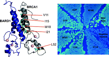 Graphical abstract: Re-engineering a split-GFP reassembly screen to examine RING-domain interactions between BARD1 and BRCA1 mutants observed in cancer patients