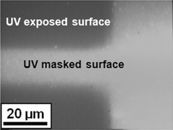 Graphical abstract: Neutravidin micropatterning by deep UV irradiation