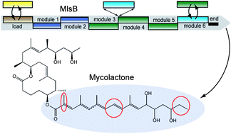 Graphical abstract: Mycolactones: immunosuppressive and cytotoxic polyketides produced by aquatic mycobacteria