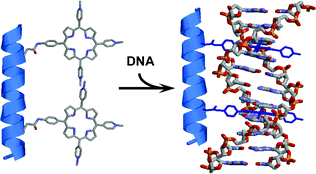 Graphical abstract: Towards sequence selective DNA binding: design, synthesis and DNA binding studies of novel bis-porphyrin peptidic nanostructures
