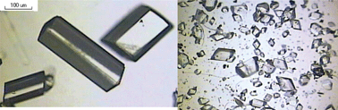 Graphical abstract: The crystallisation and stability of a polymorphic salt, ethylene diammonium dinitrobenzoate