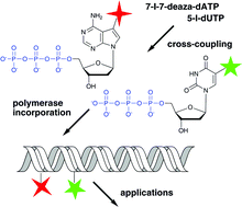 Graphical abstract: Cross-coupling reactions of nucleoside triphosphates followed by polymerase incorporation. Construction and applications of base-functionalized nucleic acids