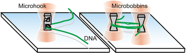 Graphical abstract: On-site manipulation of single chromosomal DNA molecules by using optically driven microstructures