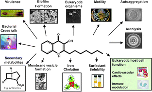 Graphical abstract: Quorum sensing by 2-alkyl-4-quinolones in Pseudomonas aeruginosa and other bacterial species