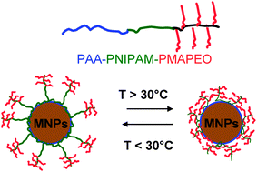 Graphical abstract: Magnetic nanoparticles coated by temperature responsive copolymers for hyperthermia