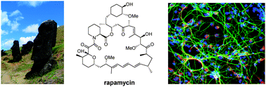 Graphical abstract: Recent advances in the chemistry, biosynthesis and pharmacology of rapamycin analogs