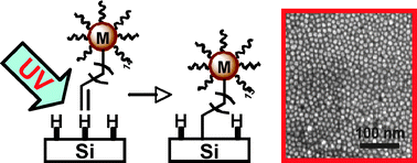 Graphical abstract: Facile synthesis, assembly, and immobilization of ordered arrays of monodisperse magnetic nanoparticles on silicon substrates