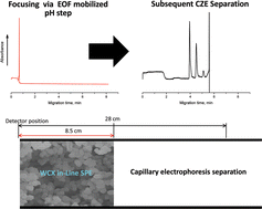 Graphical abstract: Selective extraction and elution of weak bases by in-line solid-phase extraction capillary electrophoresis using a pH step gradient and a weak cation-exchange monolith