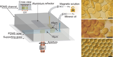 Graphical abstract: Microfluidic-based synthesis of non-spherical magnetic hydrogel microparticles