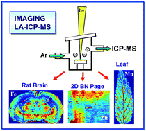 Graphical abstract: Imaging of essential and toxic elements in biological tissues by LA-ICP-MS