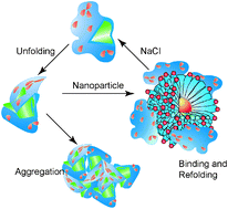 Graphical abstract: Synthetic “chaperones”: nanoparticle-mediated refolding of thermally denatured proteins