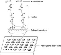 Graphical abstract: Covalent immobilization of carbohydrates on sol–gel-coated microplates