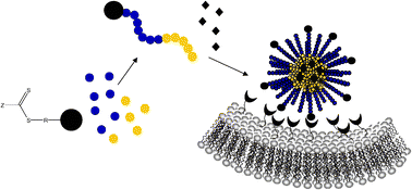 Graphical abstract: RAFT polymerization: an avenue to functional polymeric micelles for drug delivery