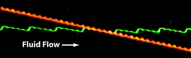 Graphical abstract: Crossing microfluidic streamlines to lyse, label and wash cells