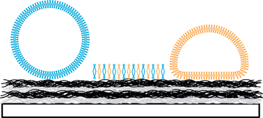 Graphical abstract: Lipid layers on polyelectrolyte multilayer supports