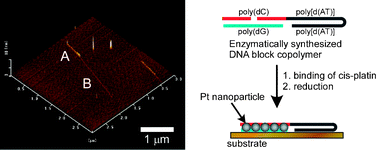 Graphical abstract: Sequence-specifically platinum metal deposition on enzymatically synthesized DNA block copolymer