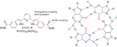 Graphical abstract: G-quadruplex recognition by bis-indole carboxamides