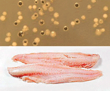 Graphical abstract: Rapid quantitative monitoring method for the fish spoilage bacteria Pseudomonas