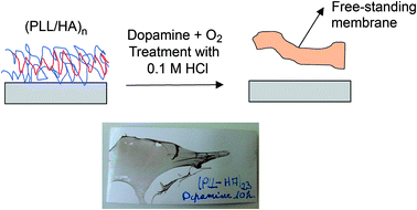Graphical abstract: Use of dopamine polymerisation to produce free-standing membranes from (PLL-HA)n exponentially growing multilayer films