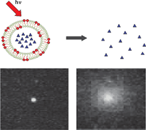 Graphical abstract: Spectrally tunable uncaging of biological stimuli from nanocapsules