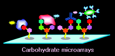 Graphical abstract: Carbohydrate microarrays as powerful tools in studies of carbohydrate-mediated biological processes