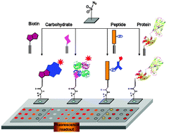 Graphical abstract: Surface immobilization of biomolecules by click sulfonamide reaction